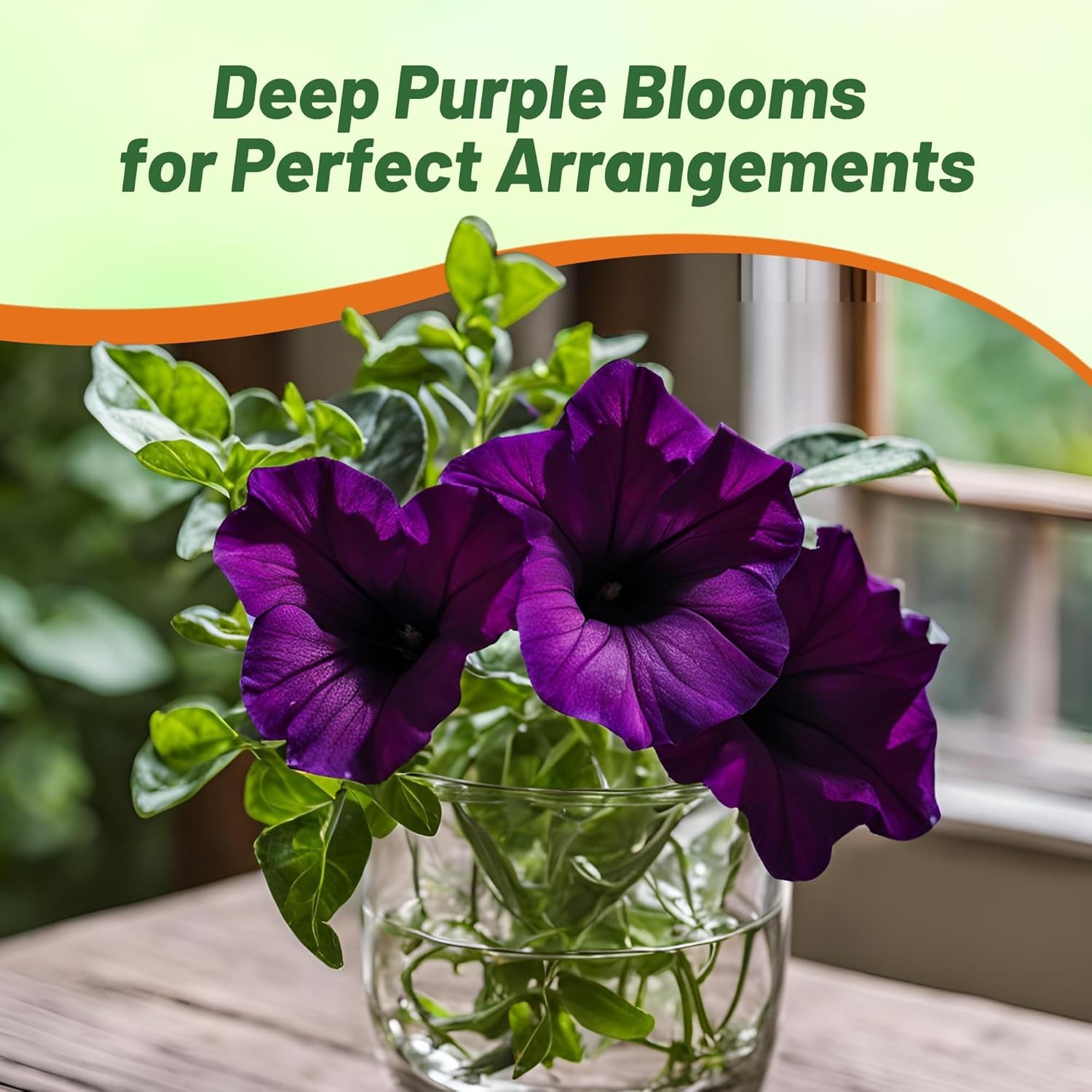 10000 Seeds Dark Purple Petunia Seed For Planting – Petunia Nana Compacta