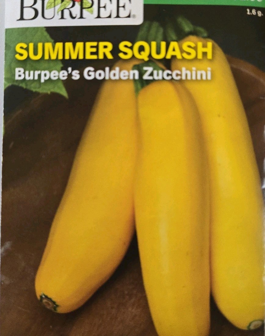 Golden Zucchini Summer Squash Seeds Goldmine Zucchini NON-GMO Container Friendly