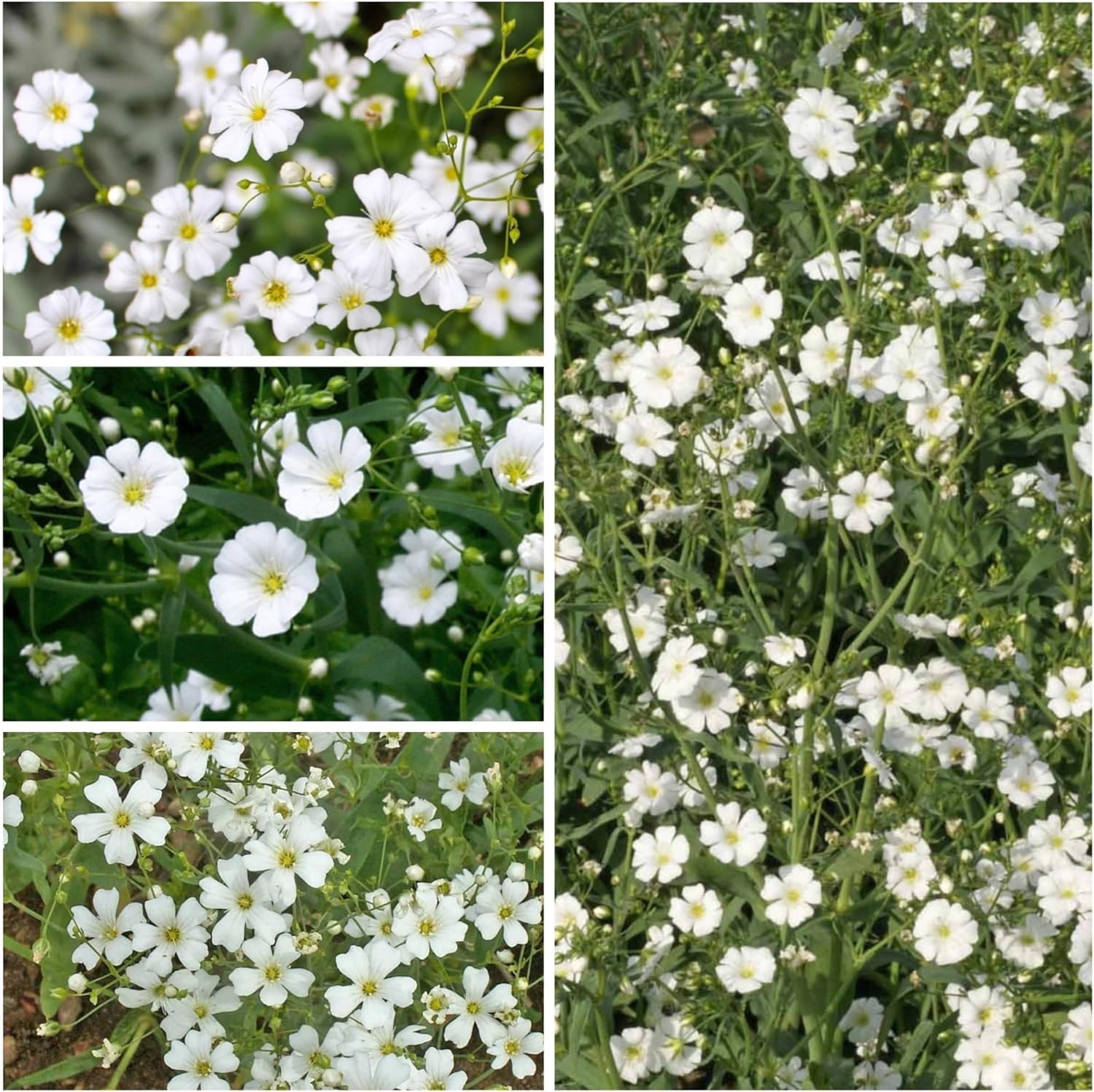 Open Pollinated White Baby’s Breath Seeds – 2000 Count for Floral Beauty