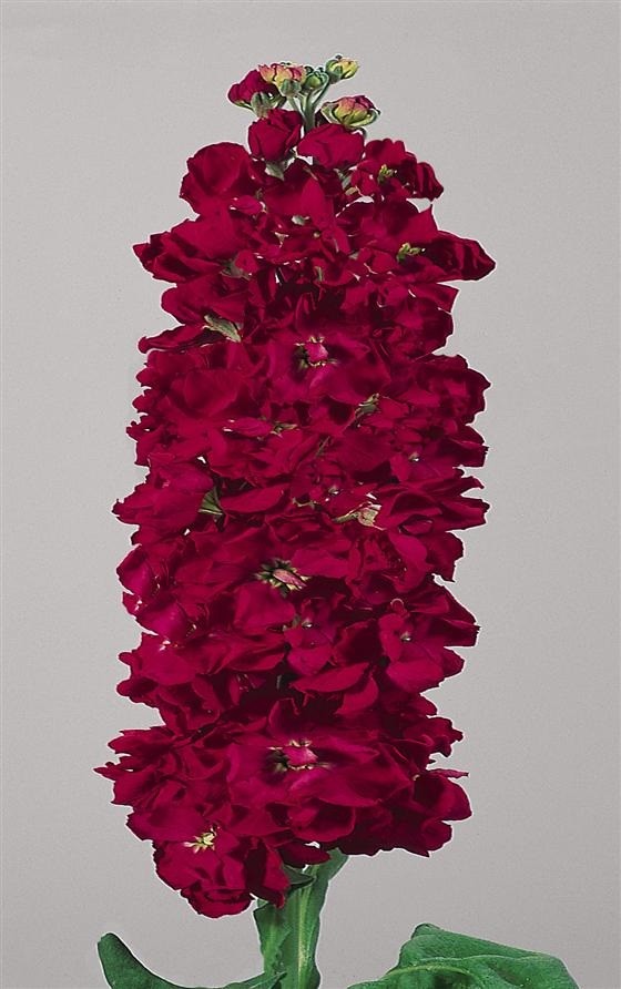 50+ Evening Stock Matthiola Red Flower Seeds / Reseeding Annual