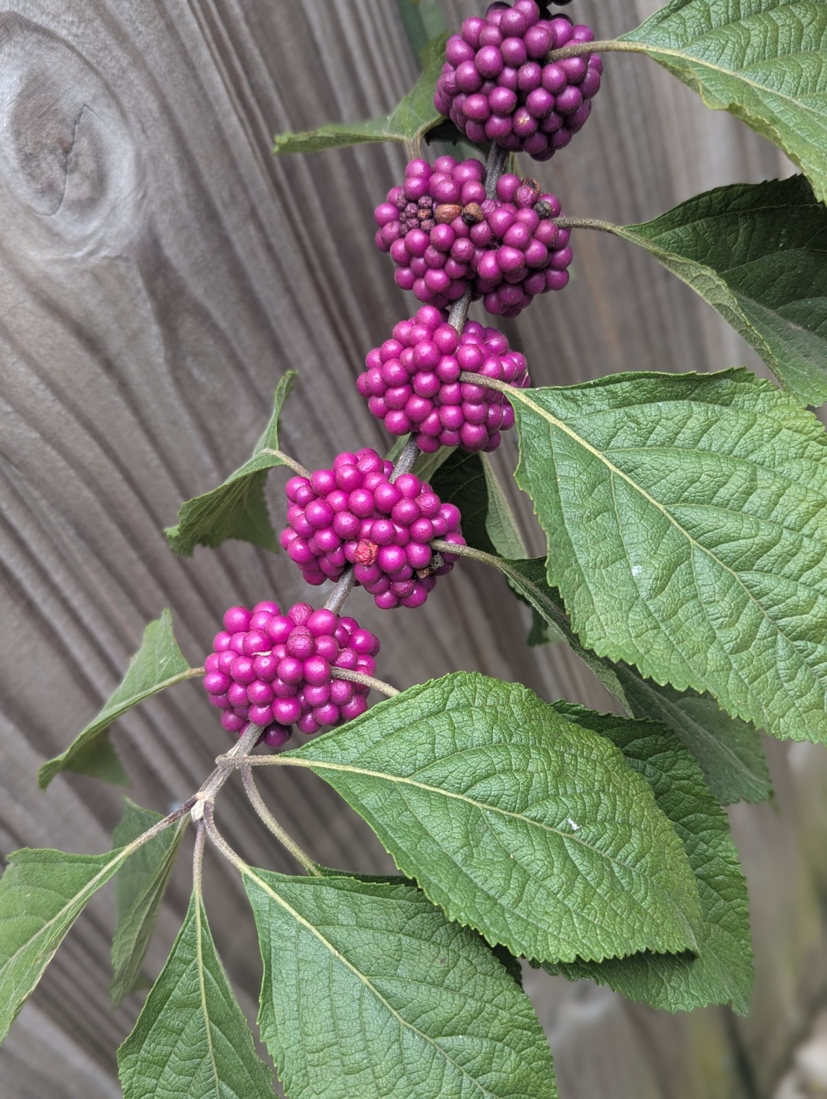 50 American Beautyberry Seeds – Callicarpa americana – Fresh Harvest South FL