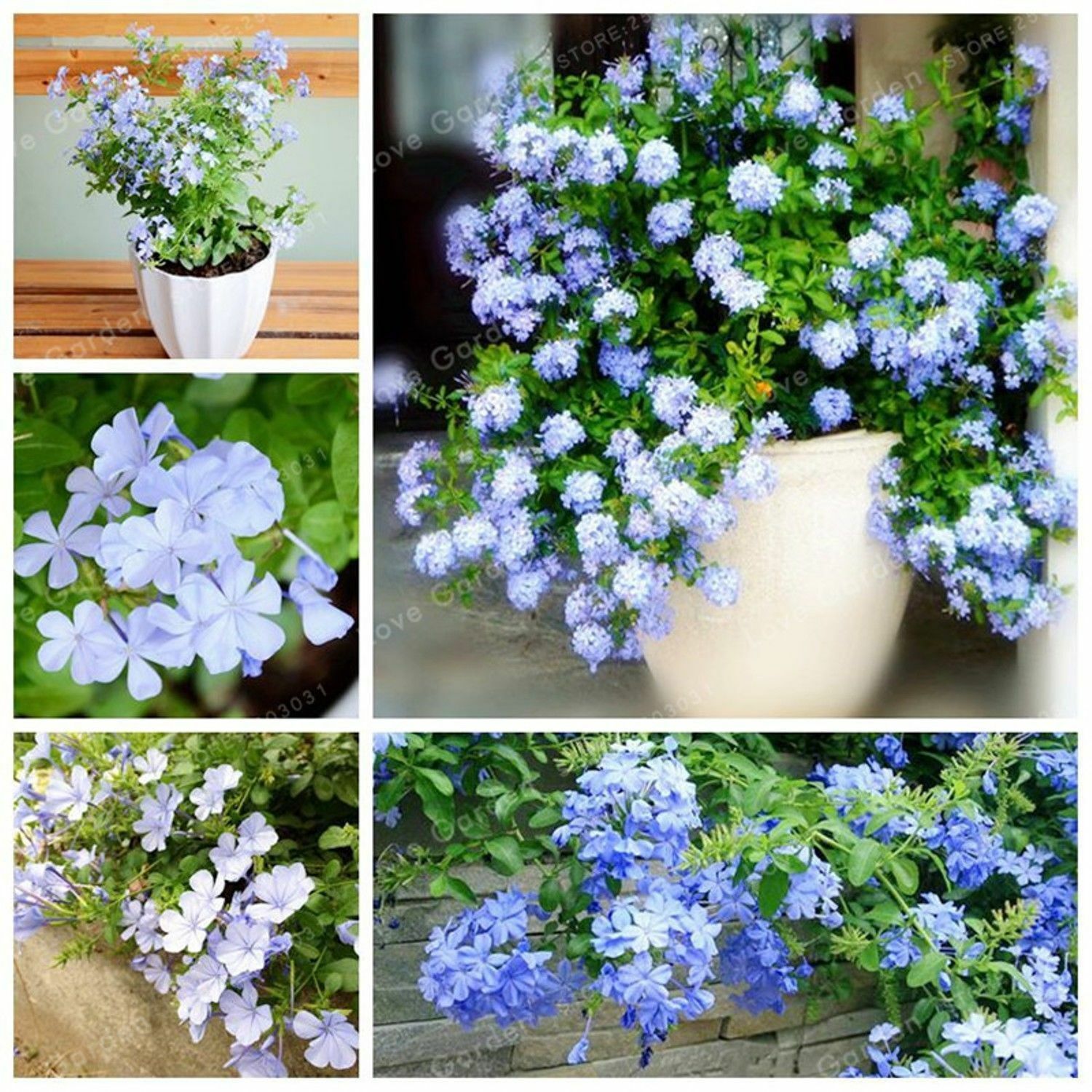 Cape Plumbago Sky Blue seeds pkt of 50