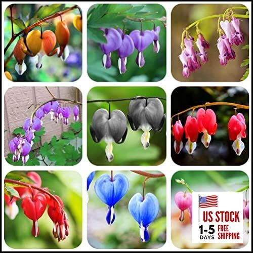 20 + Seeds Mixed Bleeding Heart Seeds Dicentra Spectabilis Shade