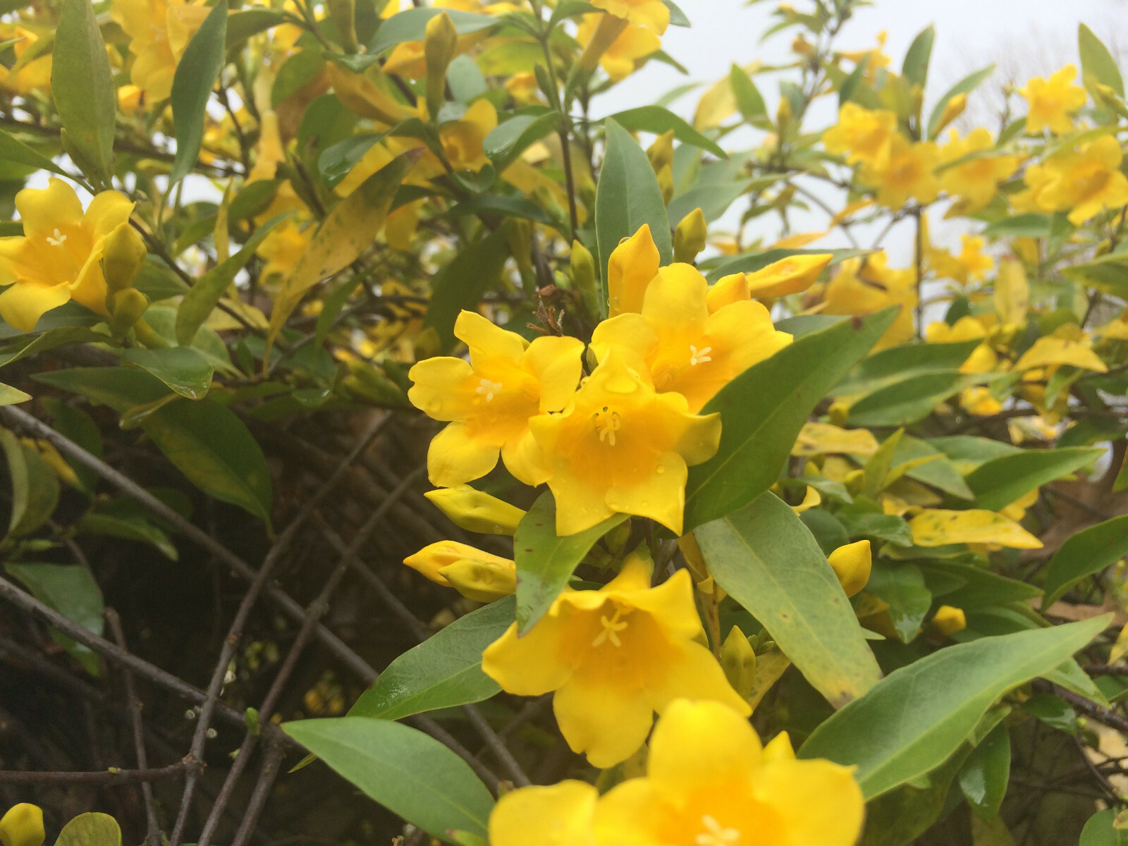 Carolina Yellow Jasmine (Gelsemium sempervirens) Fragrant Beautiful Vine [40+ct]