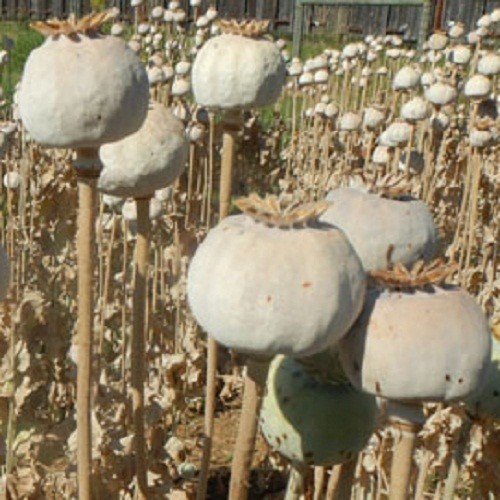 Giant Rattler Gigantemum Poppy Seeds For Planting 5,000 Stratified, Organic Huge