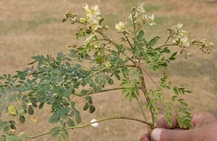 Moringa oleifera | Horseradish Ben Oil Benzoil Drumstick Tree | 5_Seeds