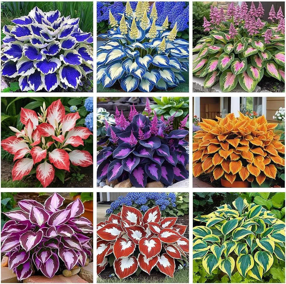 Hosta Seeds 110+ Mixed, Shade-Resistant Perennial Plants, Unique Leaf Color Comb