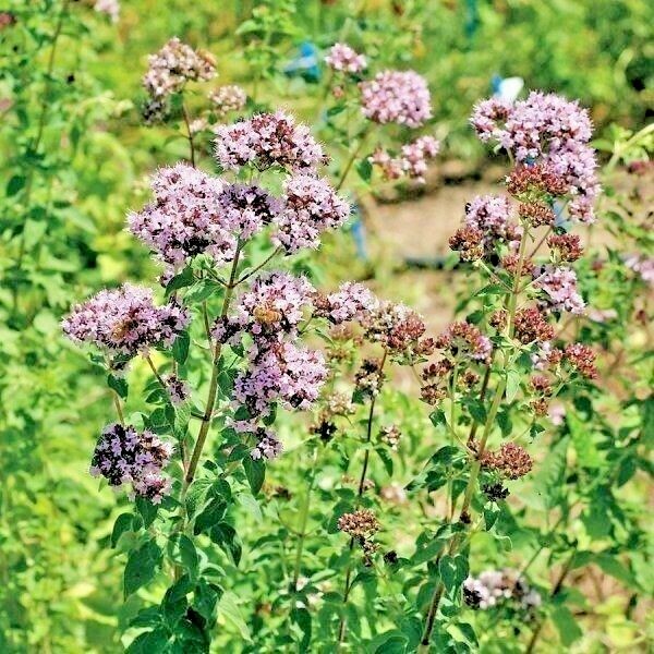 501+ITALIAN OREGANO Seed Organic Herb Patio Container Vegetable Garden Perennial