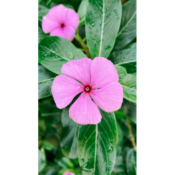 Catharanthus roseus Flower Seeds Pack of 40 Seeds For Planting And Gardening