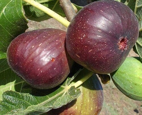 1(One) Seedling plant of “PINGO DE MEL FIG” about 2-7″ tall