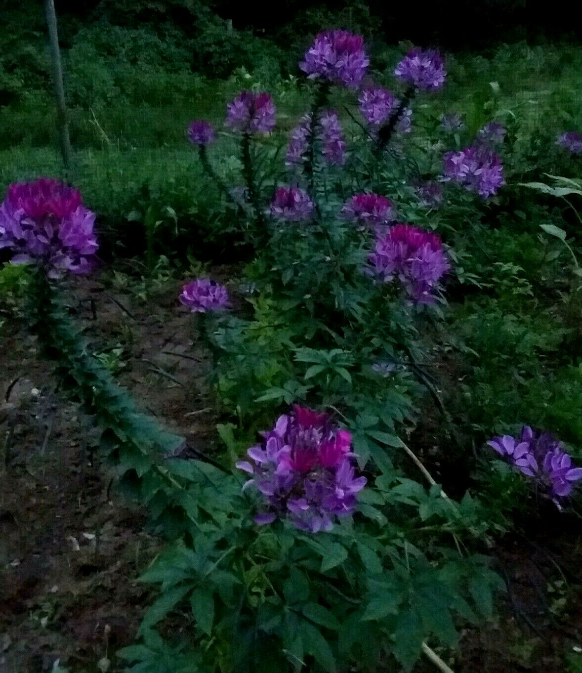 Violet Queen Cleome Seeds- (Spider Flower) 30 Seeds Comb. S/H See Our Store