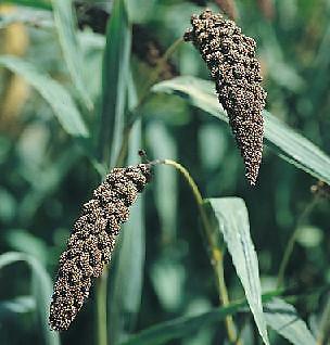 Millet Ornamental Highland Bronze 500 seeds