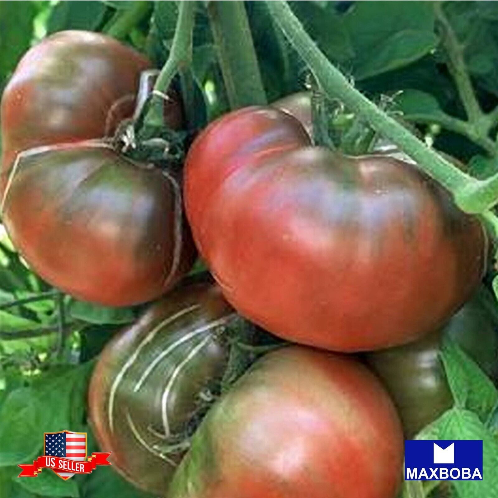 Non-GMO Tomato Seeds – Black Krim (Organic) Heirloom Vegetable