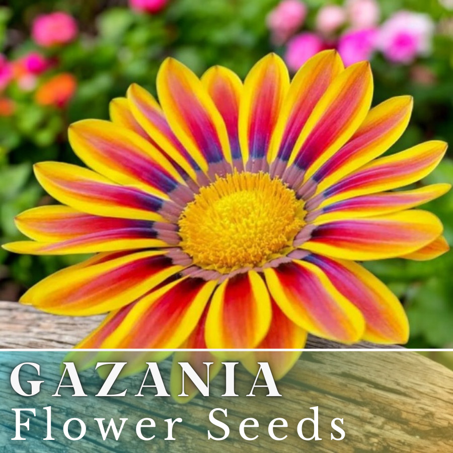 75+ Gazania Seeds -Radiant Flame- Fragrant – Fresh Flower Seeds Non GMO