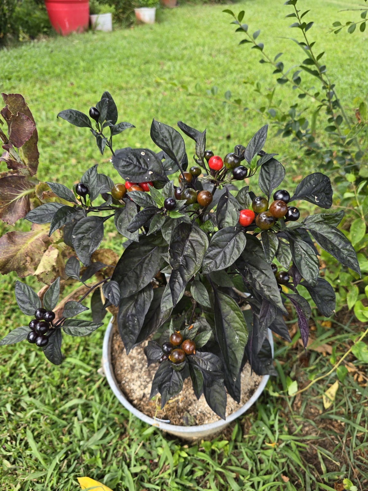 Black Pearl Hot Pepper 10 Organic Seeds *FREE SHIPPING*