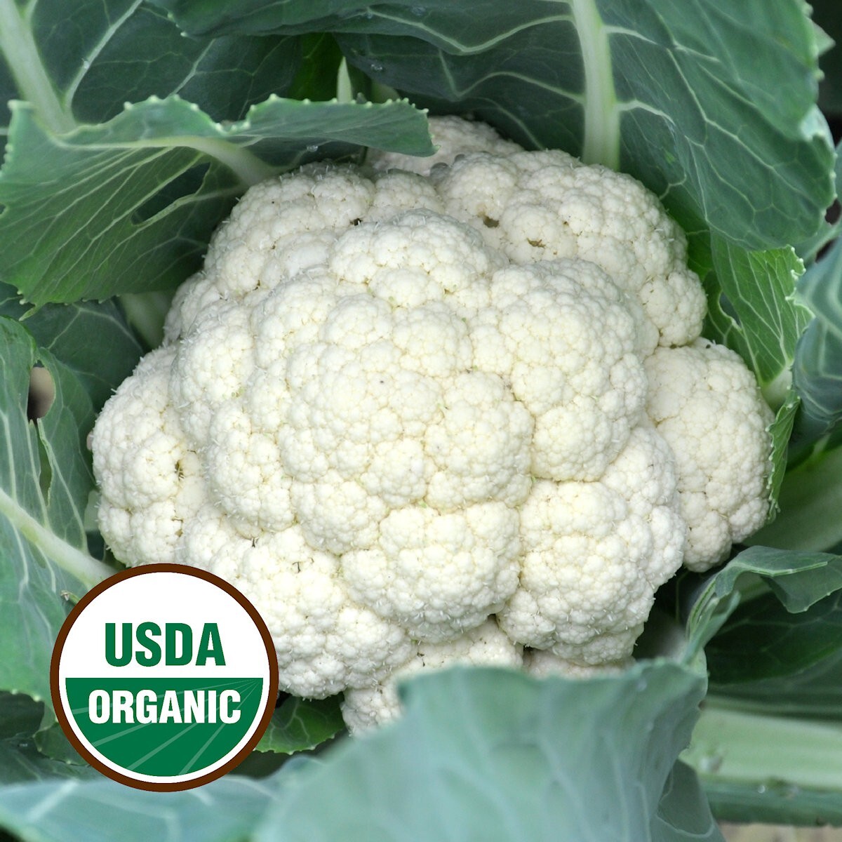 250 Organic Snowball Y Improved Cauliflower Seeds – Everwilde Farms Mylar Packet
