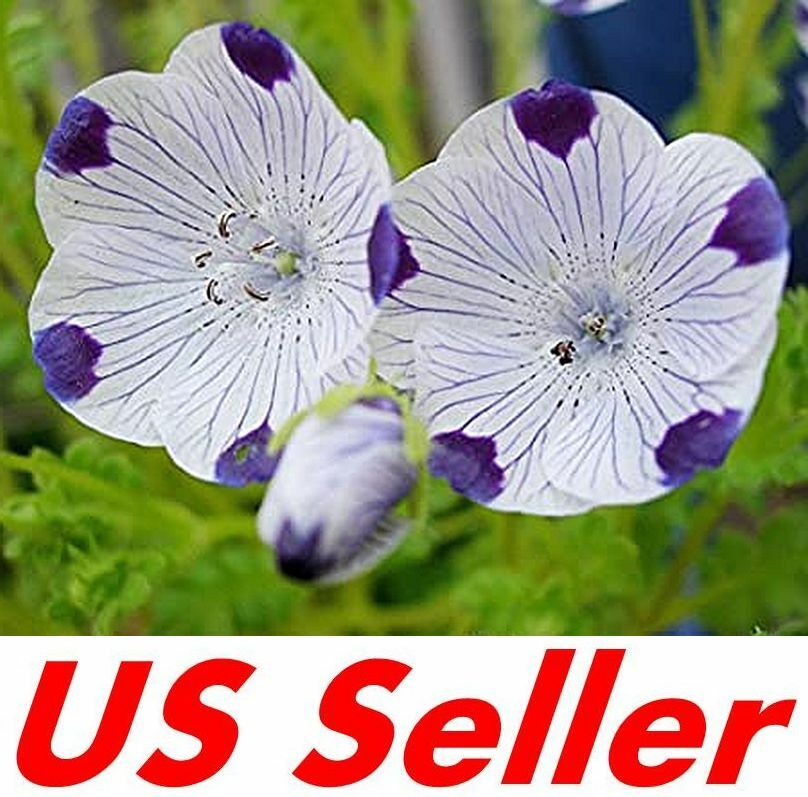 500 Seeds, Five Spot (Nemophila Maculata) B144, Home Garden DIY