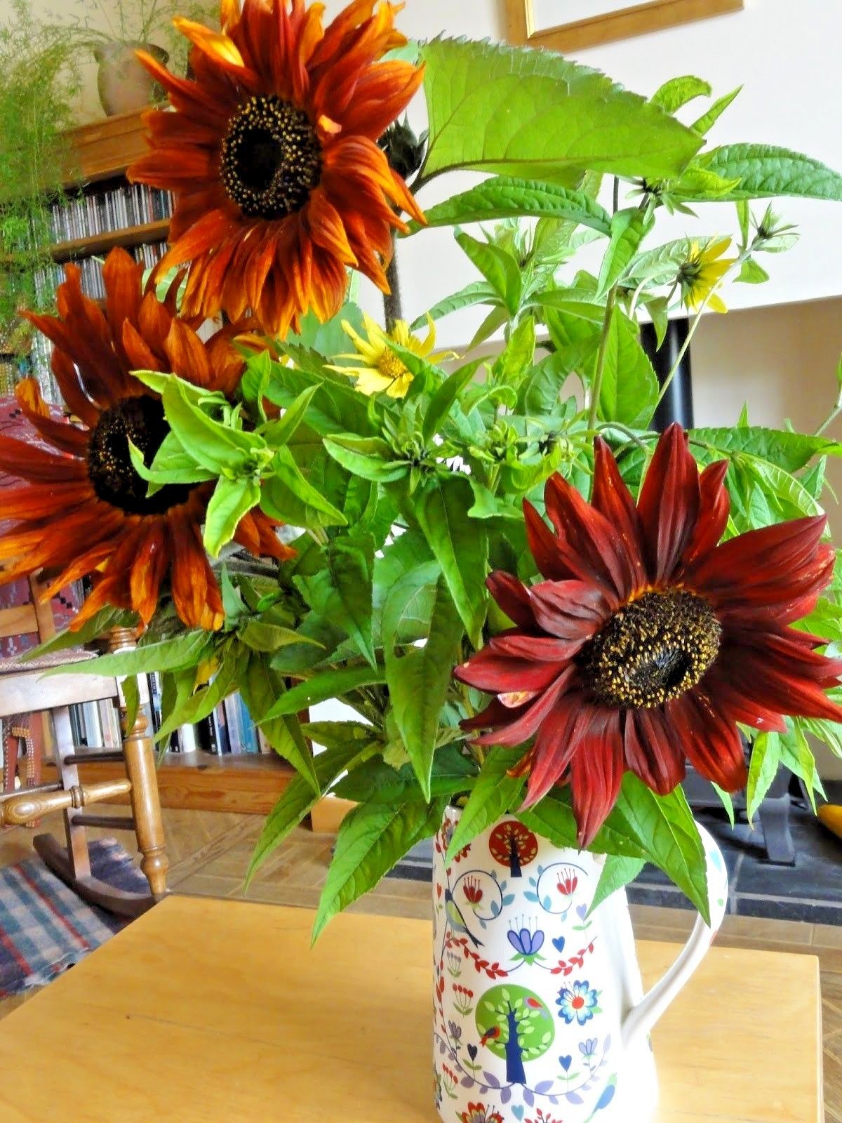 50+VELVET QUEEN SUNFLOWER Seeds Native Wildflower Branching Summer Garden Easy
