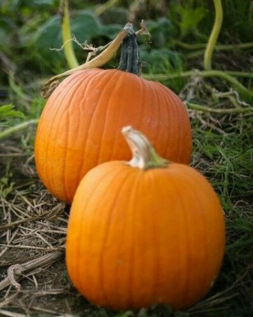 15+Small Sugar Pumpkin Seeds Vegetable Squash Heirloom Non-GMO USA