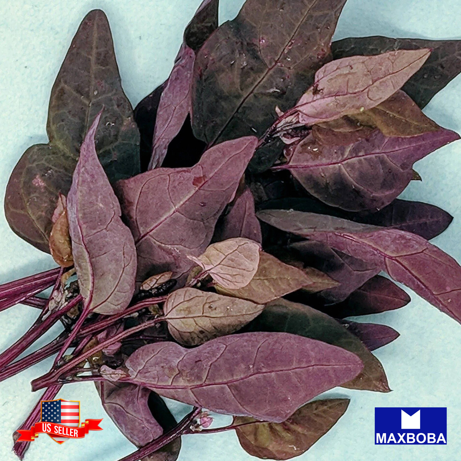 Orach Seeds – Purple Non-GMO / Heirloom / Vegetable Garden