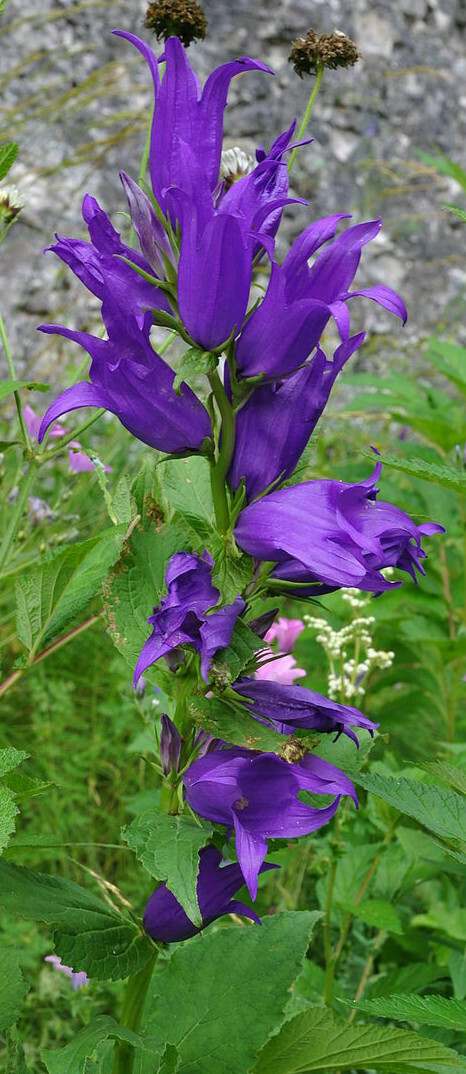 GREAT BELLFLOWER 203 SEEDS, CAMPANULA LATIFOLIA, LAVENDER-BLUE, USA SELLER****