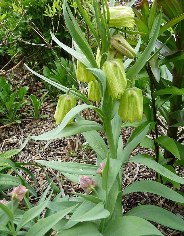 Fritillaria pallidiflora | Siberian Fritillary | 10 Seeds