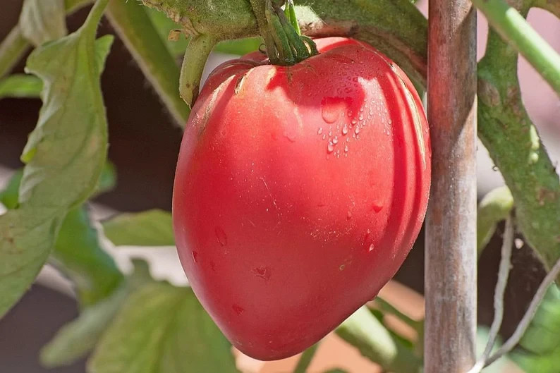 100 Anna Russian Tomato Seeds. Organic. USA Seeds. Ships free