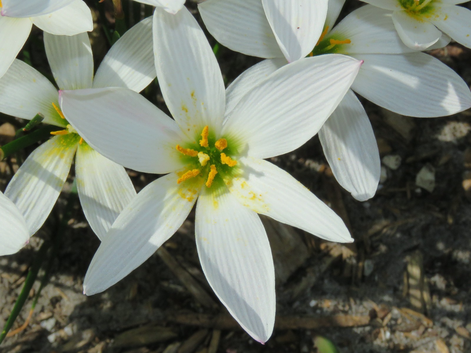 Rain Lily, Zephyranthes Candida Major wide cup-shape petals, 2 bulbs, habranthus