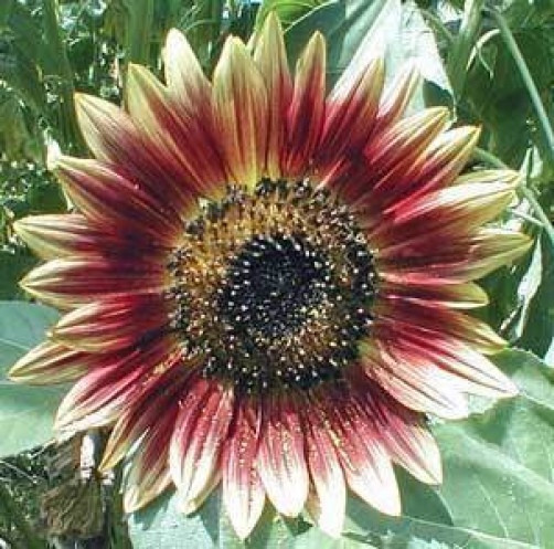 SUNFLOWER Indian Blanket 10 seeds