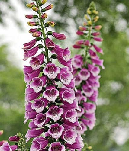 50+ DIGITALIS THAPSI / RSPBERRY WITH MAROON SPOTS FLOWER SEEDS PERENNIAL