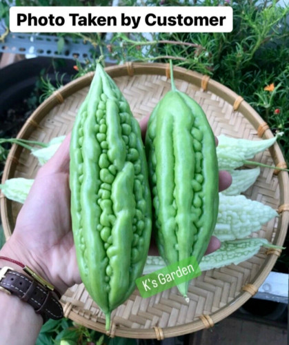 SHORT GREEN SKIN BITTER MELON SEEDS – KHỔ QUA TRÁI LÙN – BALSAM PEAR – 여주 – 苦瓜