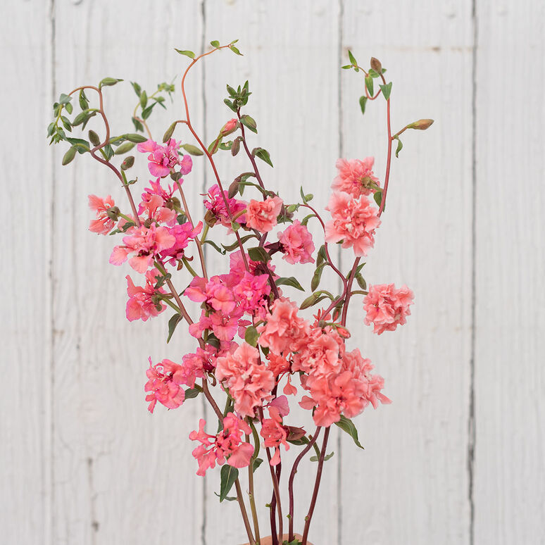 Clarkia Mountain Garland Salmon 100 seeds Godetia for winter or spring sowing