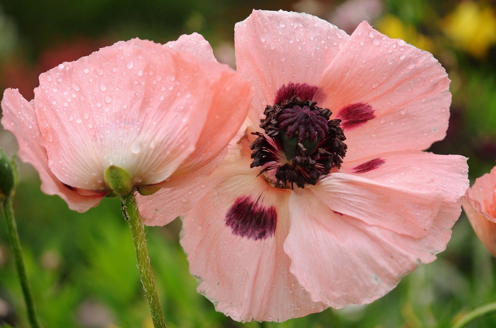 Pepperbox Poppy seeds annual wildflower Array of Color Attracts Pollinators