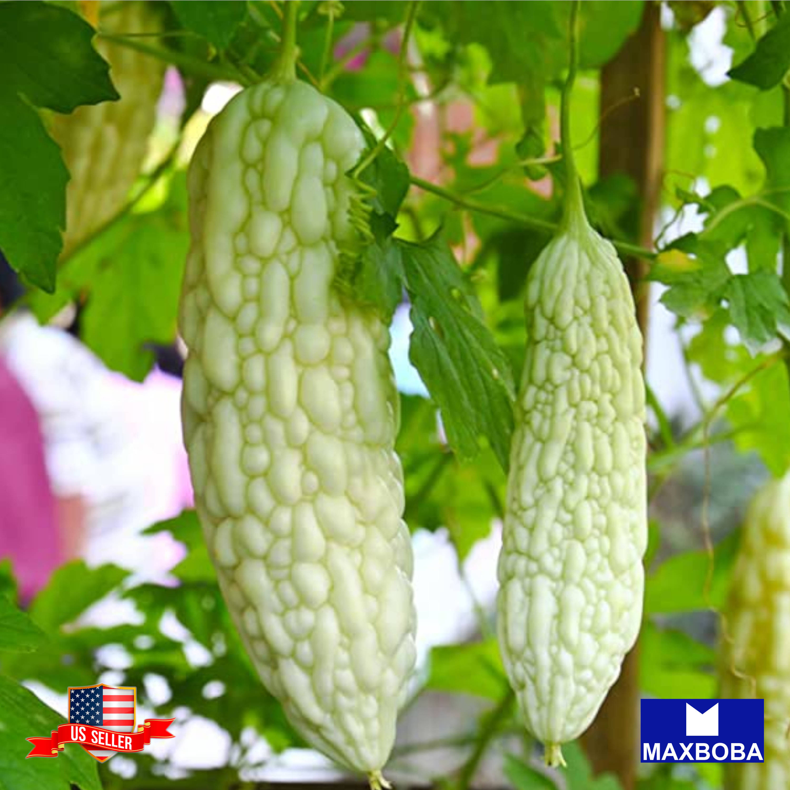 Gourd Fresh Seeds Bitter White Hybrid Non-GMO Vegetable