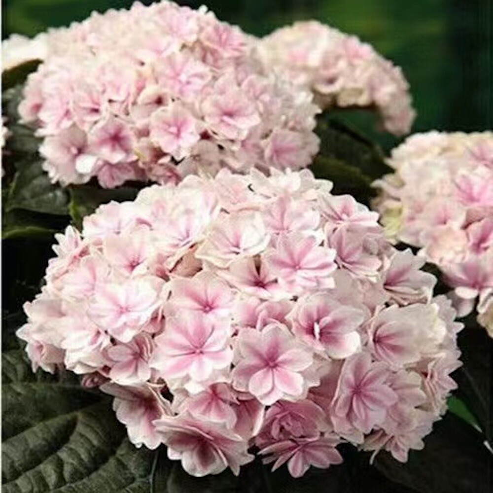 25pc HYDRANGEA SEEDS Garden Plant Flower rare exotic USA seller FREE shipping