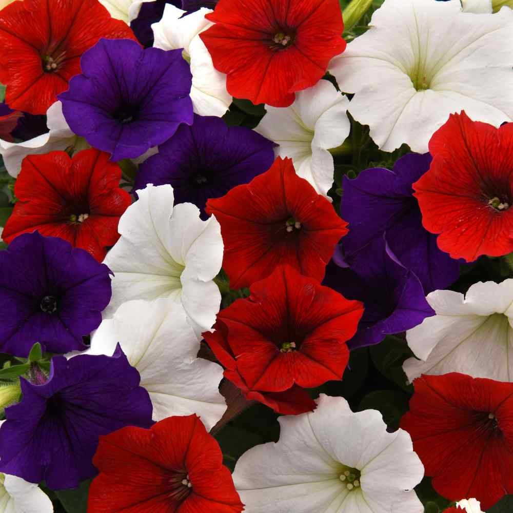 15 Seeds Spreading Petunia Seed Mix For Planting – Easy Wave Flower Seed