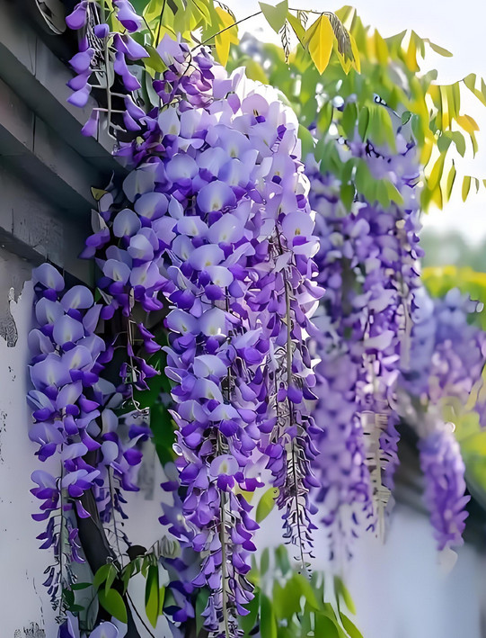 5 Blue Wisteria Vin Flower Seeds