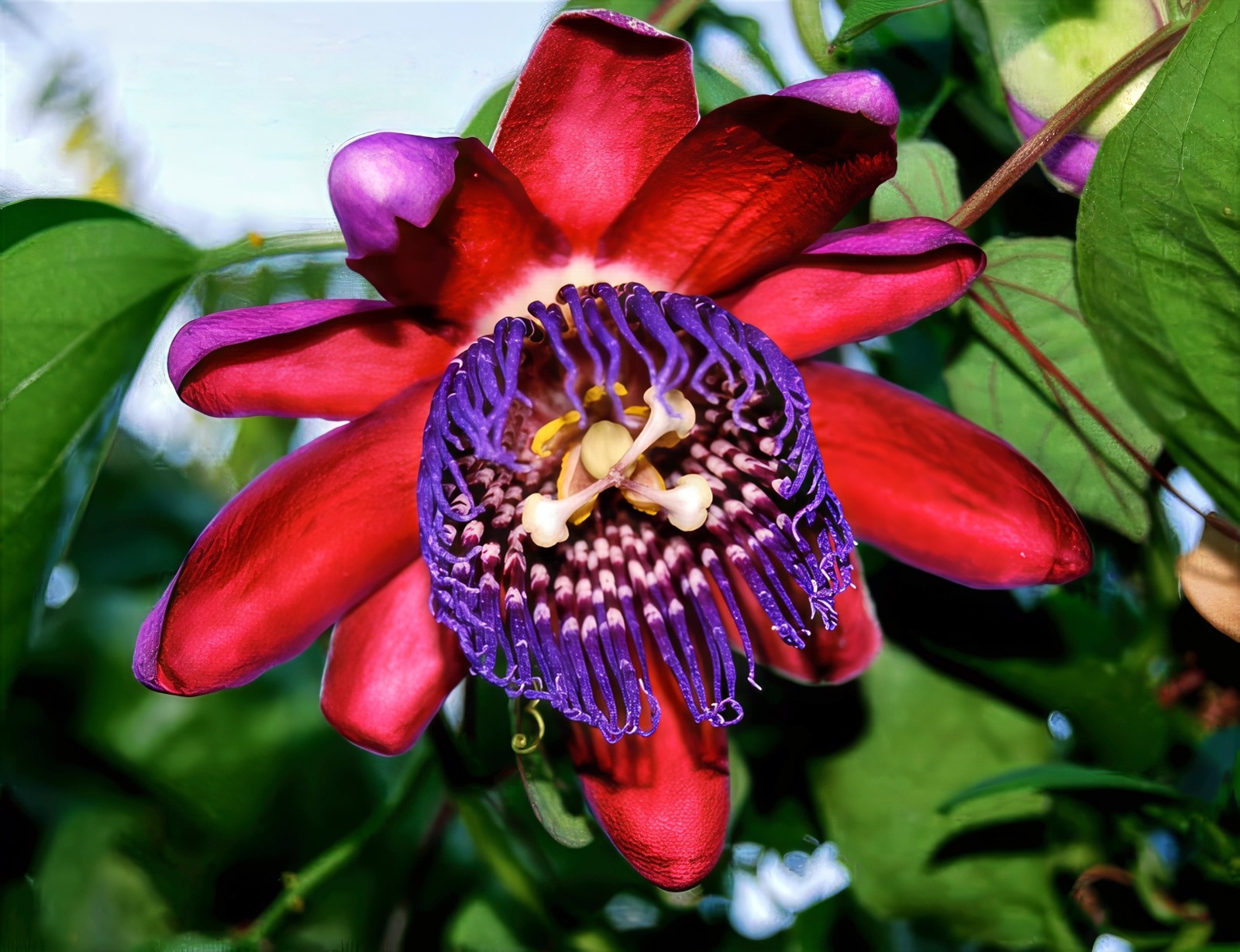 1,000 GIANT GRANADILLA SEEDS Passiflora quadrangularis Passionfruit Flower Vine