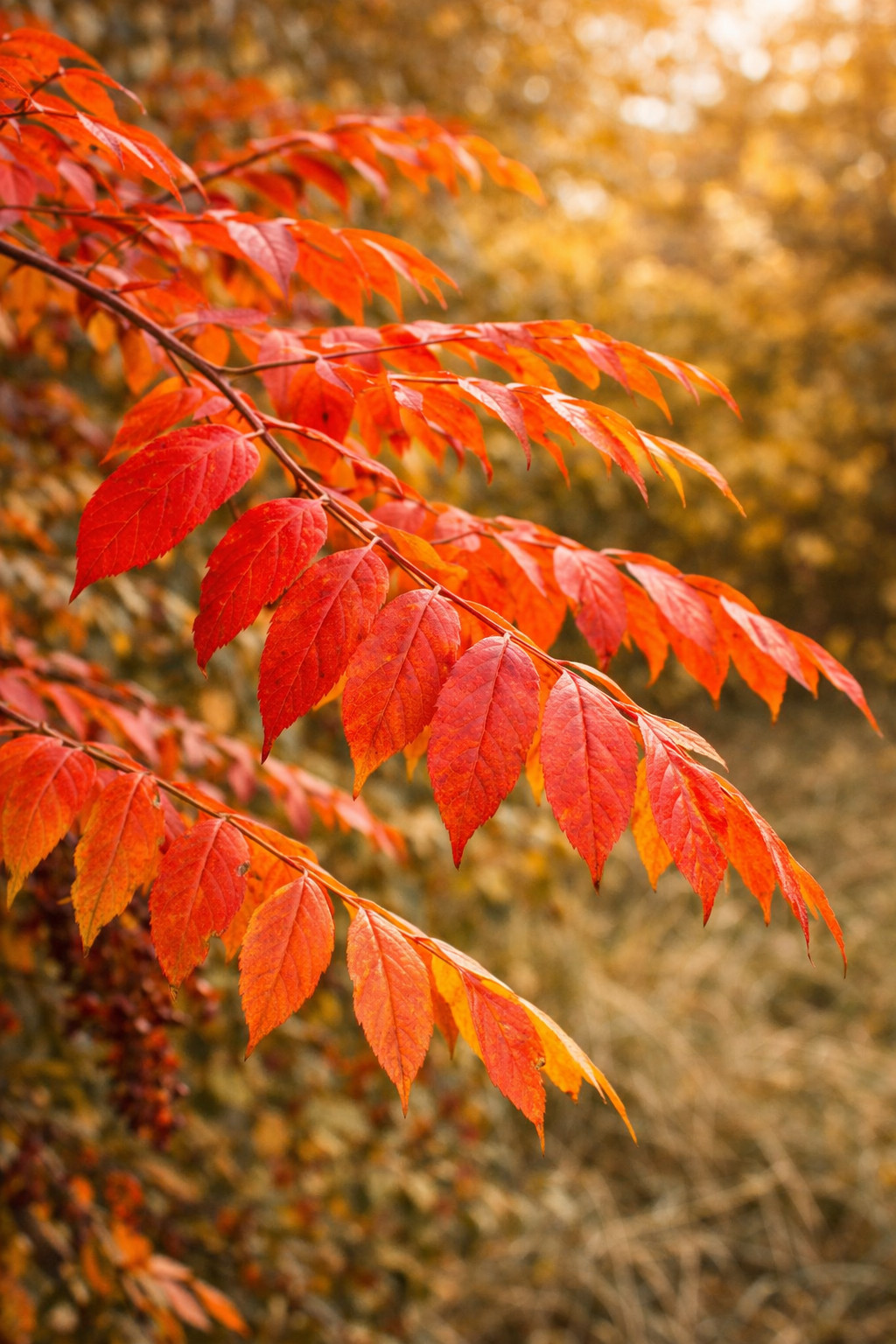 3000 Flameleaf Winged Sumac Seeds (Rhus copallinum) – Bulk Pack – Zones 4-9 USA