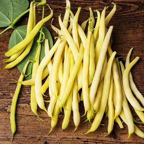 25+ seeds, Bean (Bush) – Golden Wax, heirloom seeds, non-GMO, vegetable seeds