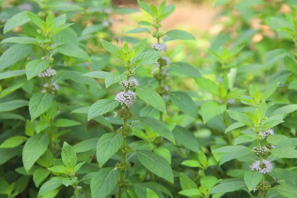 Pennyroyal (Mentha Pulegium) SEEDS