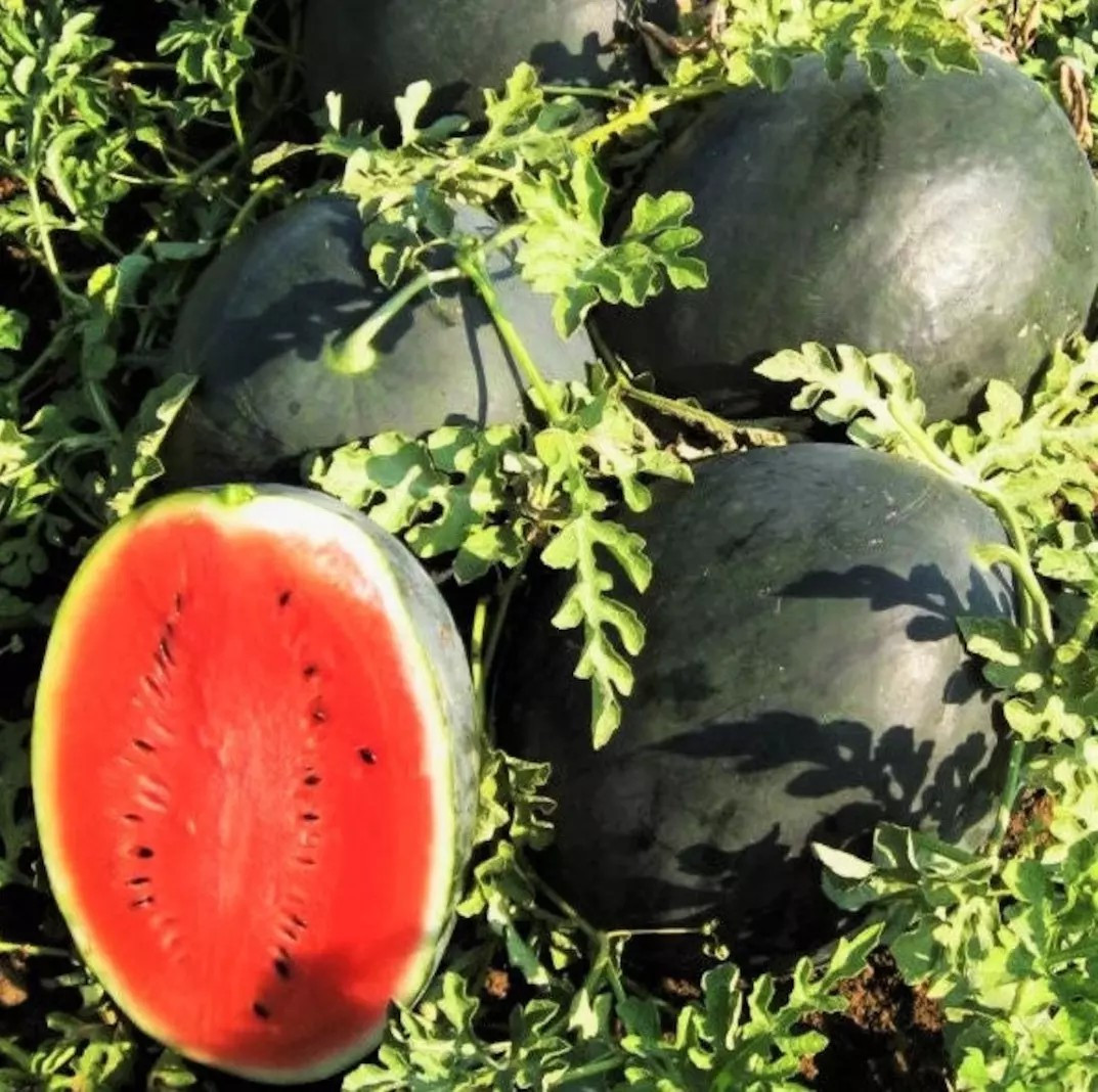 10+ Giant Black Diamond Watermelon Seeds – Heirloom – Organic ——/ 30-50lbs
