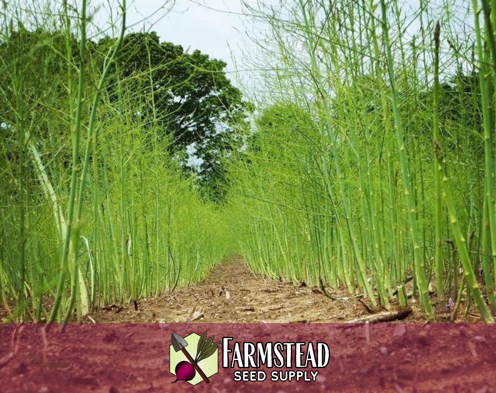 225+ Asparagus Seeds [Mary Washington] Vegetable Gardening, Heirloom, Non-GMO