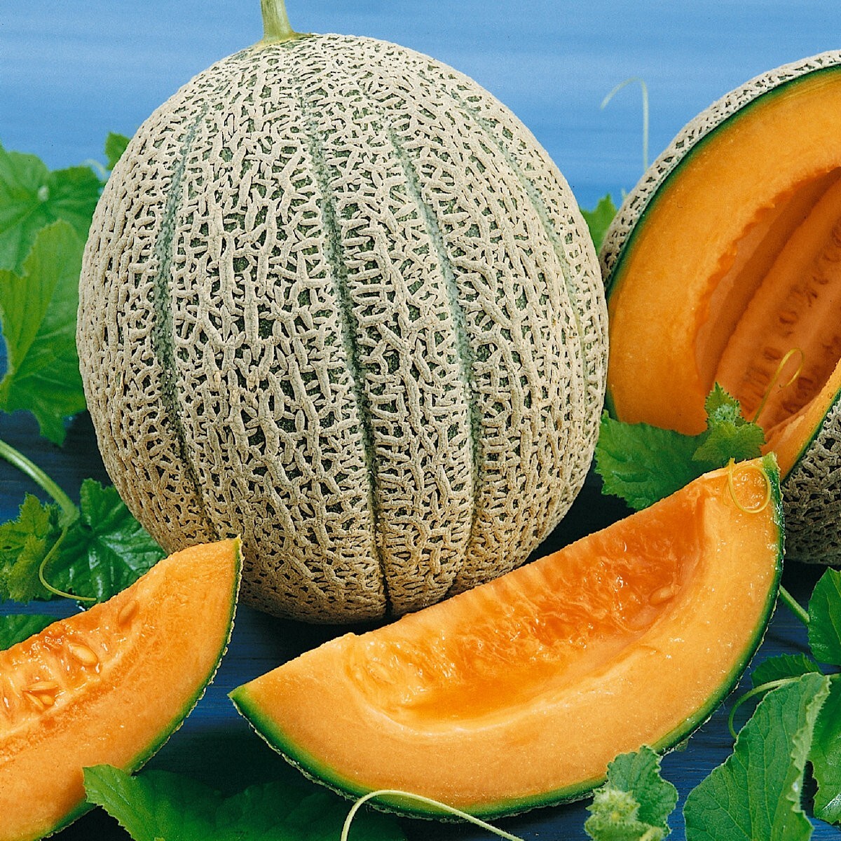 50 Hales Best Jumbo Melon Seeds – Everwilde Farms Mylar Seed Packet