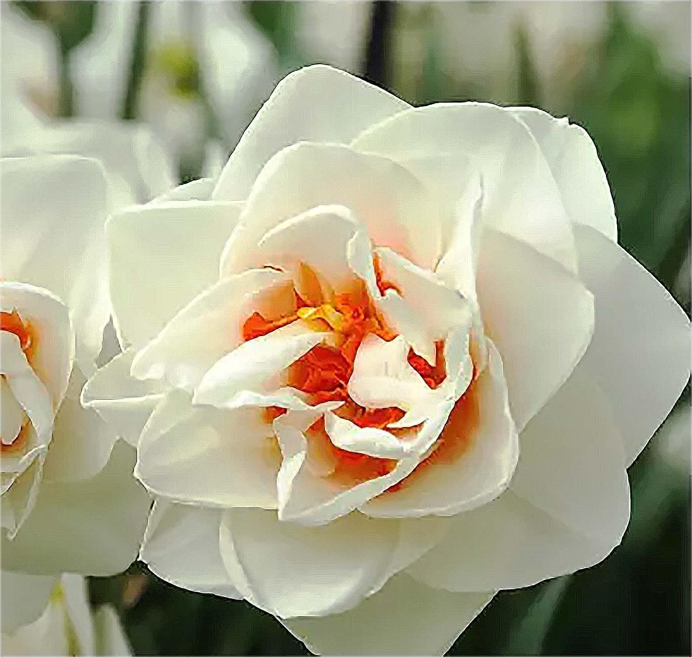 5 Flower Drift Double Daffodil Bulbs – White and Orange Center