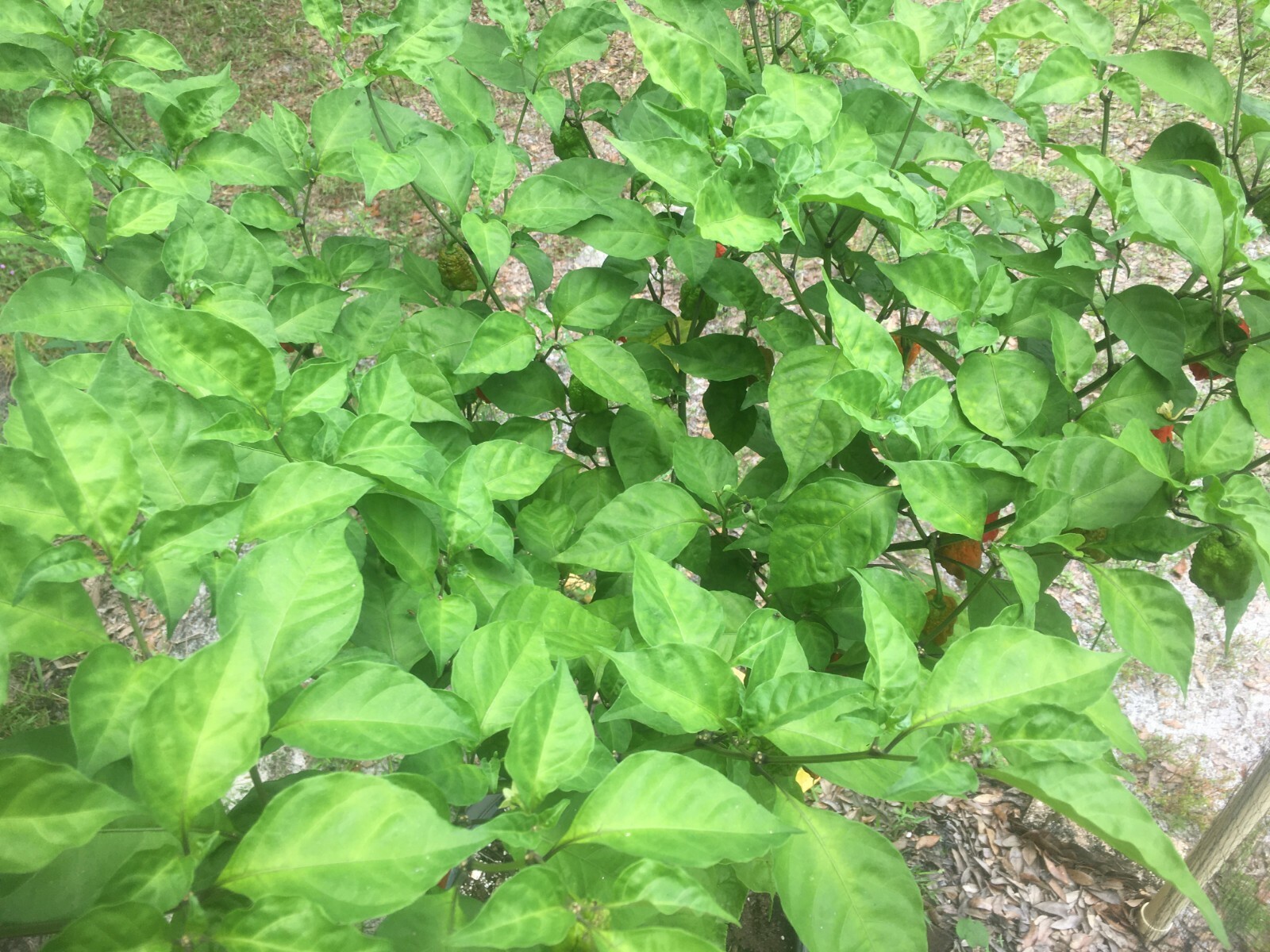 Carolina Reaper 100% Organic SUPER HOT!
