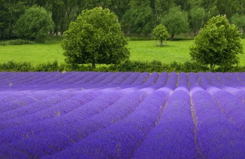 Lavender Common English (Lavandula angustifolia) – 200 Seeds