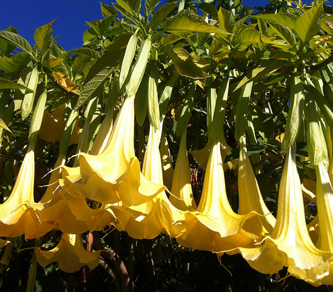 Brugmansia suaveolens Yellow Angel Trumpet 10 seeds