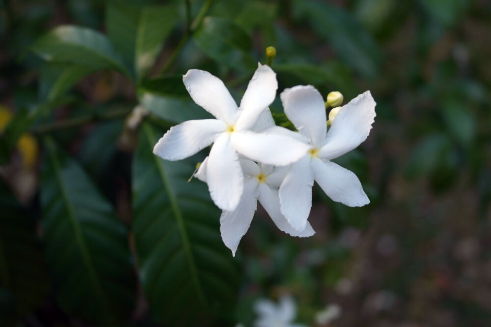 Jasminum trichotomum THREE FORKED JASMINE Seeds!