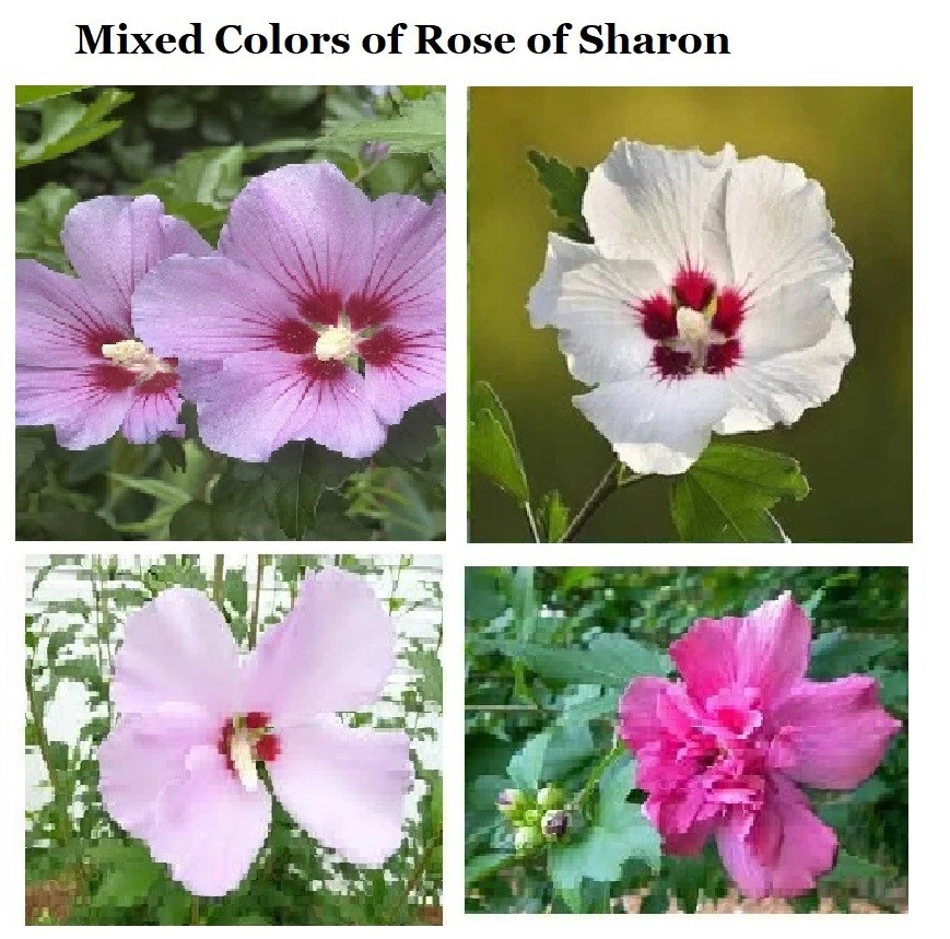 100 MIXED COLORS ROSE OF SHARON BUSH SHRUB USA Seller Home Grown